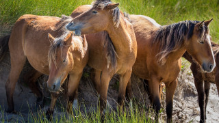 Horses field grass dirt nature - a group of horses free wallpaper