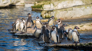 Penguins rock water beach horizon - a group of penguins free wallpaper
