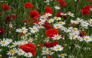 Flower field daisies butterfly bug - yellow center free wallpaper