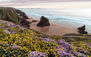 Beach flowers cliff ocean sunset - a cliff in the background free wallpaper