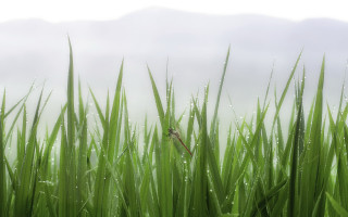 Grass water droplets bird bamboo - a small bird free wallpaper