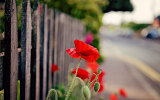 Red flower garden fence street - the road free wallpaper