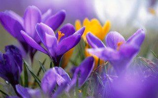 Purple flowers grass yellow background - anne rigney free wallpaper for desktop