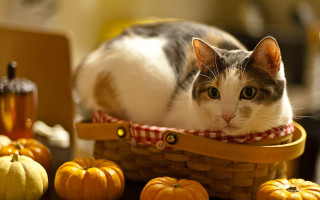 Cat basket pumpkins laptop autumn - pumpkin free wallpaper