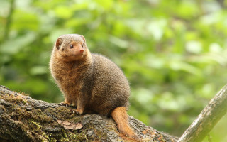 Small animal forest branch photorealistic - a tree branch in a forest area free wallpaper