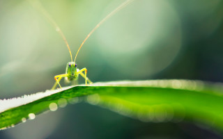 Grasshopper leaf water droplets macro - surface and a blurry background free wallpaper for desktop