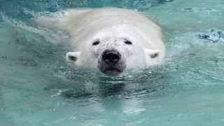 Polar bear swimming ecological art - melting free wallpaper