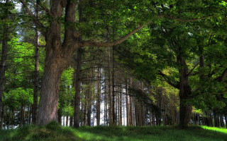 Forest trees grass hill park - tree and grass free wallpaper for desktop