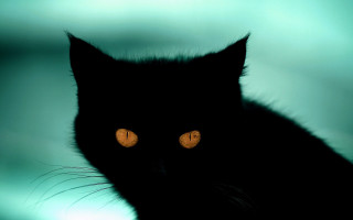 Black cat glowing yellow eyes - green eye free wallpaper