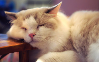 Cat sleeping wooden table tranquil - tranquil free wallpaper