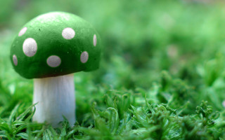 Green mushroom white dots grass - white dot free wallpaper