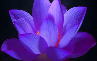Purple flower macro shiny black - a black background in the background free wallpaper