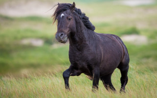 Black horse running grassy field 2 - a black horse free wallpaper