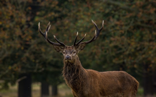 Deer antlers field trees grass - a deer free wallpaper