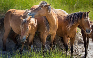 Horses field puddle nature animals - a group of horses free wallpaper