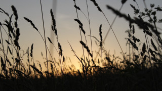 Sunset tallgrass forest silhouette macro - grass free wallpaper for desktop