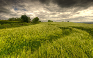 Green grass cloudy sky tilt - heavy grain free wallpaper for desktop