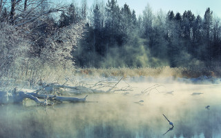 Foggy lake birds winter arkhip - a few leaf free wallpaper
