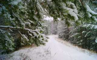 Snowy forest path ecological art - a snowy path free wallpaper