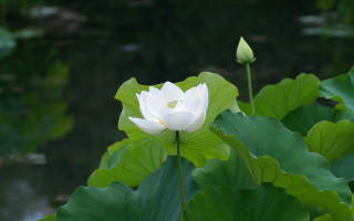 White flower blooming pond lilies - simple form free wallpaper for desktop