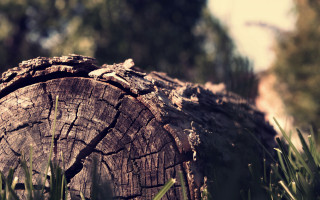 Tree stump grass urban sunset - a woodcut free wallpaper