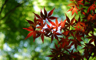 Tree red leaves autumn nature - a close up of a tree free wallpaper
