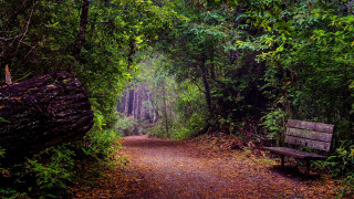 Forest bench path leaves log - a path in the middle of a forest free wallpaper