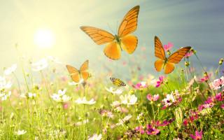 Flower field butterflies sunlight nature - over them free wallpaper
