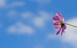 Single flower blue sky clouds - a single flower free wallpaper