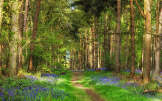 Dirt road forest bluebells tall - tall tree free wallpaper