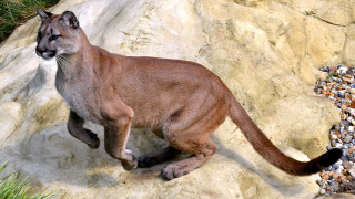 Mountain lion running rock forest - fullbody free wallpaper for desktop