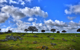 Grassy field trees rocks cloudy - under a cloudy sky free wallpaper