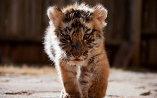 Tiger cub walking dirt field - a wooden fence behind free wallpaper