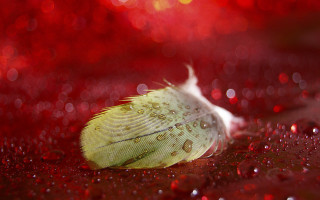 Feather water drops red background - a surface free wallpaper