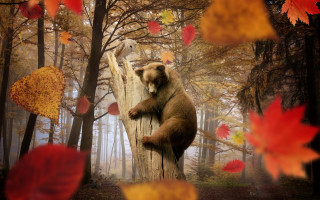 Bear climbing tree autumn leaves - a bear free wallpaper