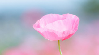 Pink flower blurry background macro 7 - soft color free wallpaper