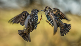 Birds fighting wings open twig - their wing free wallpaper