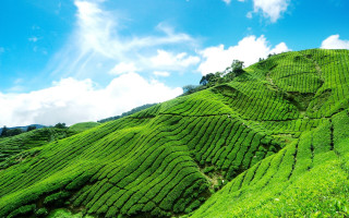 Lush green tea hillside blue - a lush green hillside free wallpaper