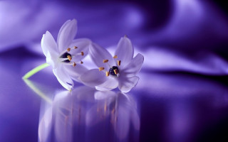 White flowers purple reflection macro - the table free wallpaper