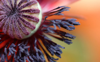 Flower closeup blurry background macro 12 - a close up of a flower free wallpaper
