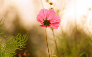 Pink flower field grass weeds - a blurry background of the grass free wallpaper