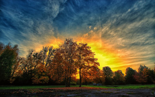 Sunset tree field dirt bush - sunrise free wallpaper
