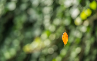 Leaf string forest blurry bokeh - a minimalist painting free wallpaper