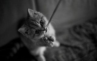 Cat surprised mono blurry depth - toy free wallpaper