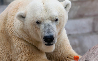 Polar bear rock eating carrot - his mouth free wallpaper