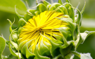 Yellow flower green leaves macro 9 - dionisiu free wallpaper