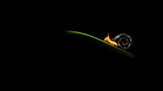 Snail green leaf night surreal - a snail free wallpaper