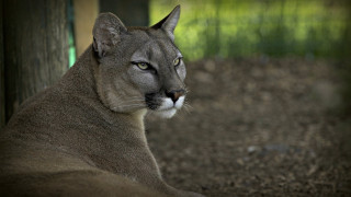 Mountain lion closeup blurry background - free animals wallpaper
