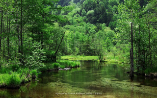 River forest green nature scenery - cao buxing free wallpaper