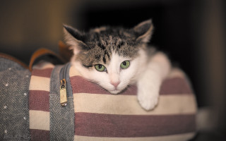 Black cat green eyes fishnets - a bag free wallpaper